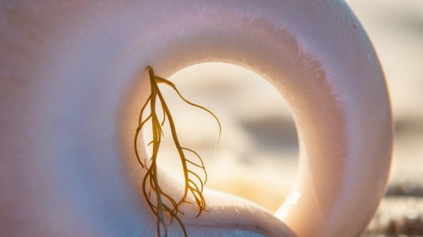 Plongée dans l'univers captivant des nacres et leur histoire